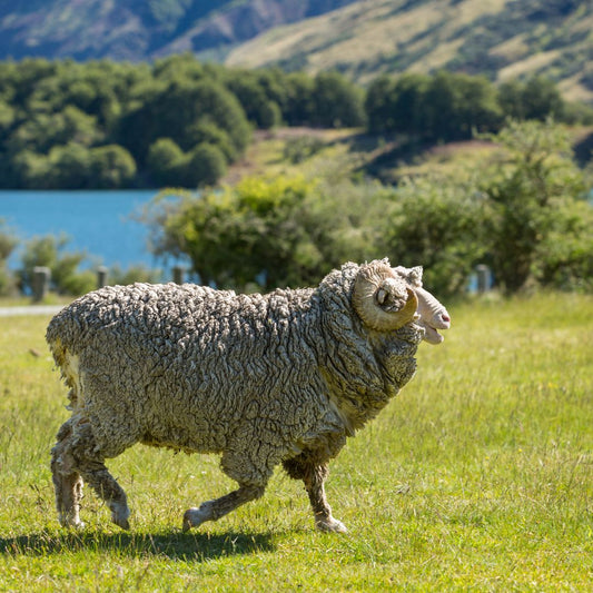 Natural Fiber Spotlight: Merino Wool